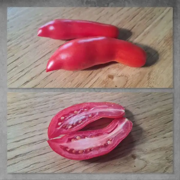 Tomaten: Royal Finger