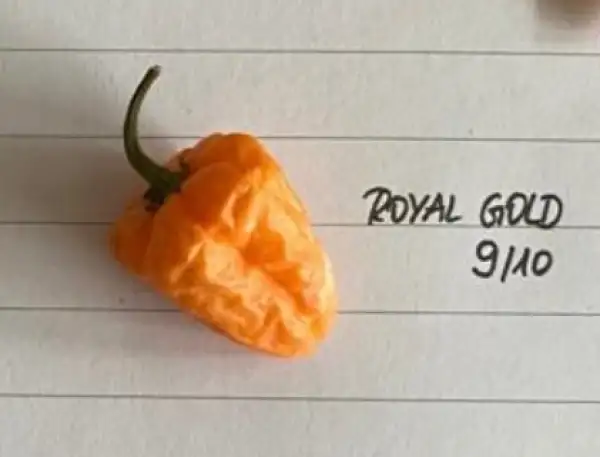 Chili / Paprika: Royal Gold 9/10