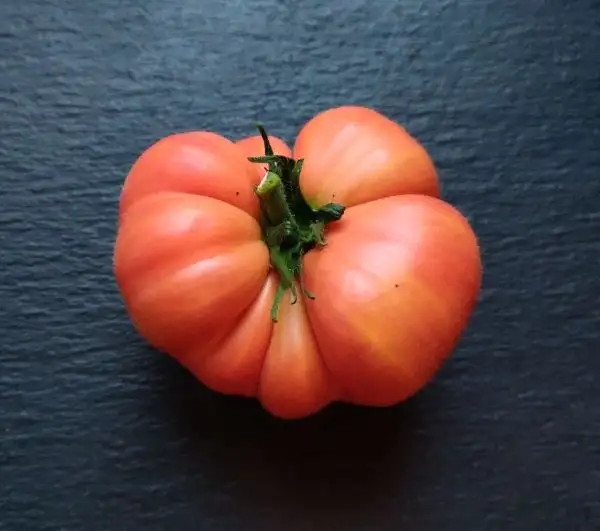 Tomaten: Royal Hillbilly