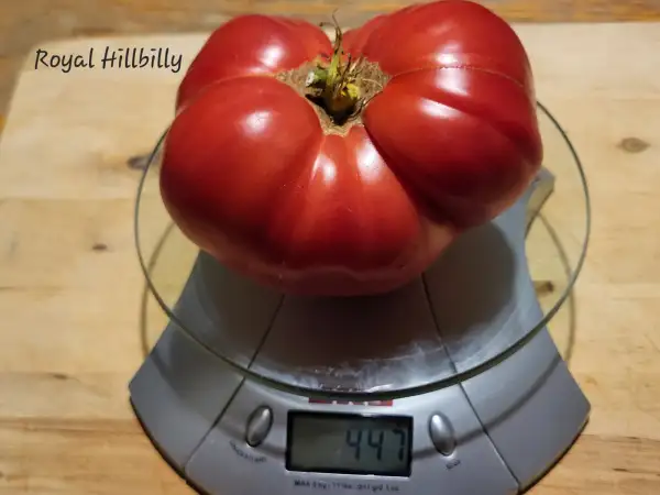 Tomaten: Royal Hillbilly
