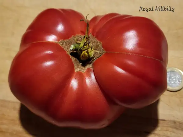 Tomaten: Royal Hillbilly