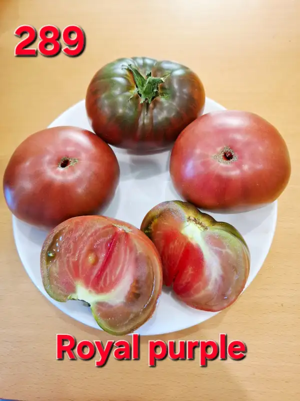 Tomaten: Royal purple