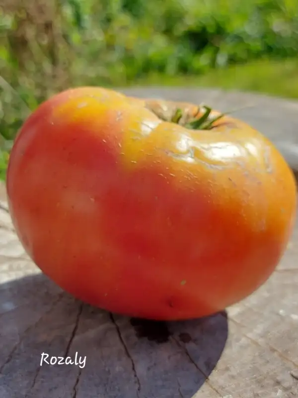 Tomaten: Rozaly