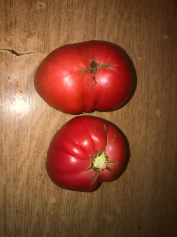 Tomaten: Roze de la Mihaela