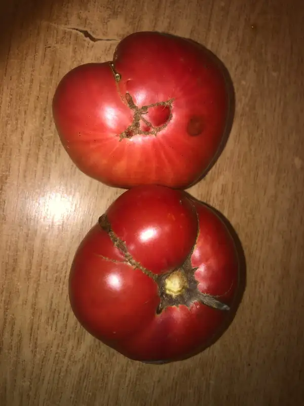 Tomaten: Roze de La Osica