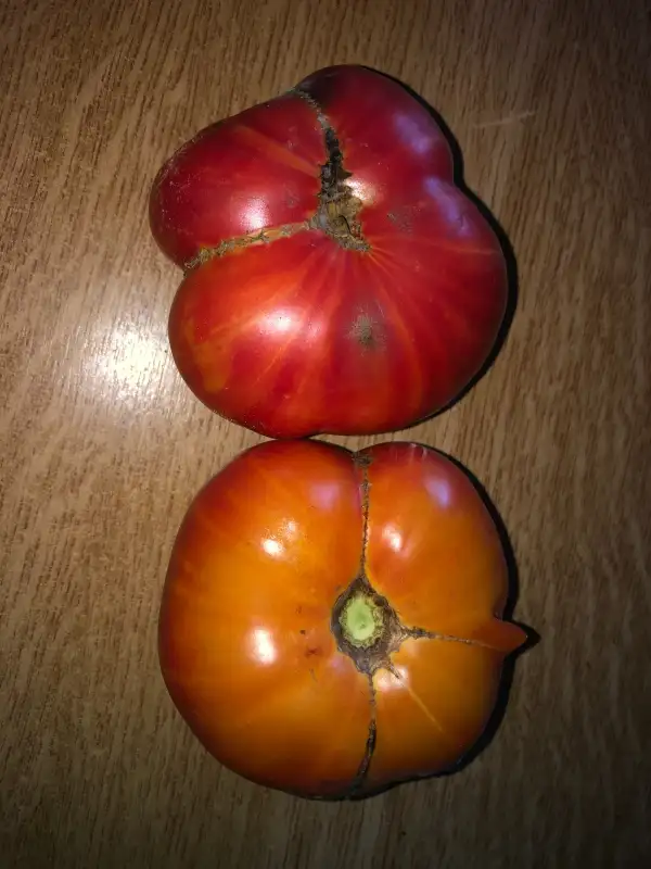 Tomaten: Rozella