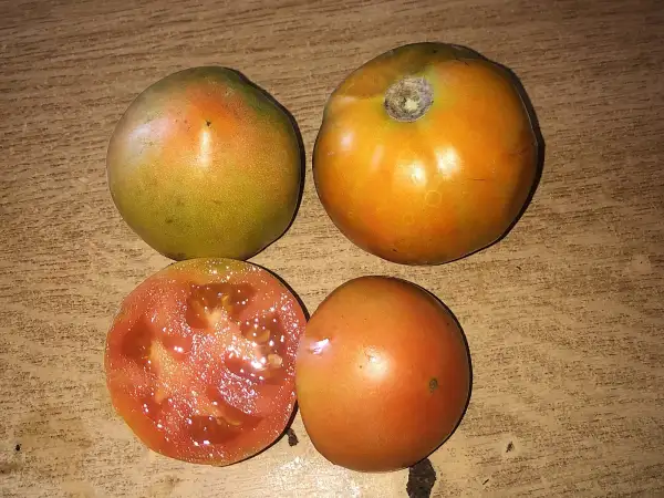 Tomaten: Rozhdestvenskiy