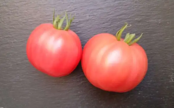 Tomaten: Rozova Magia