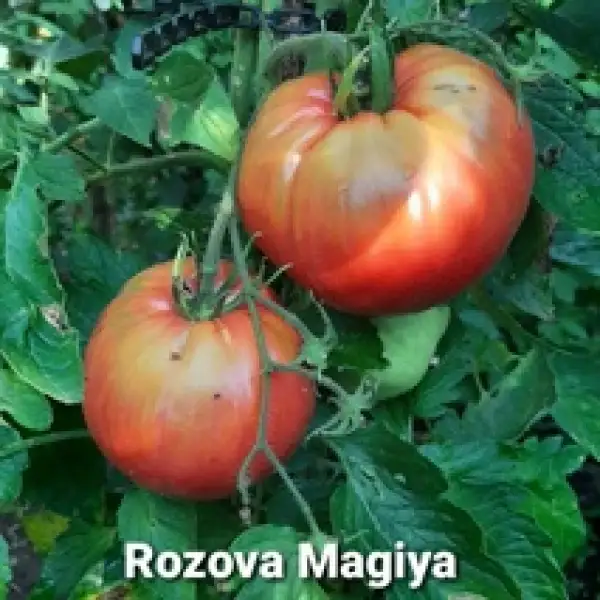 Tomaten: Rozova Magiya