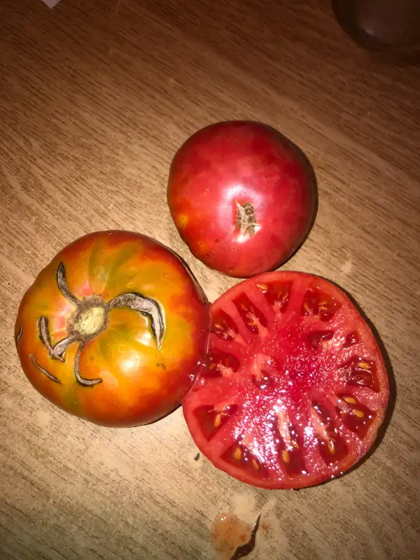 Tomaten: Rozoviy Rafaello