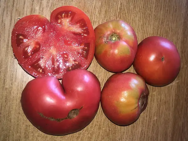 Tomaten: Rozoviy Saraeva