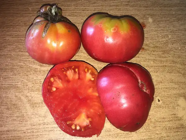 Tomaten: Rozoviy Slon