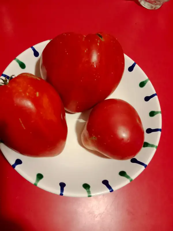 Tomaten: Rozovo