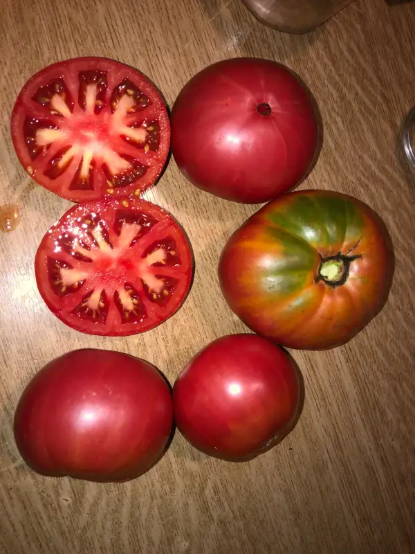 Tomaten: Rozovy Mjasisty