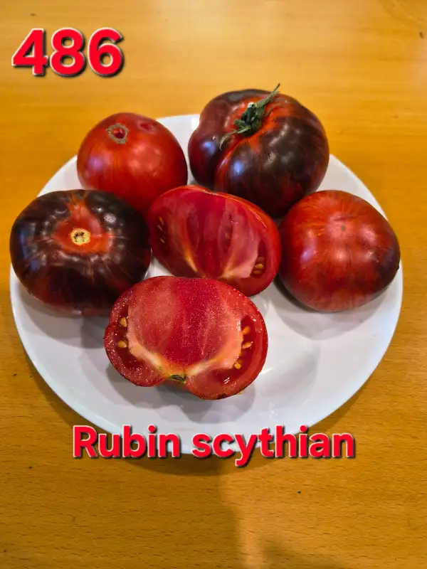 Tomaten: Rubin scythian