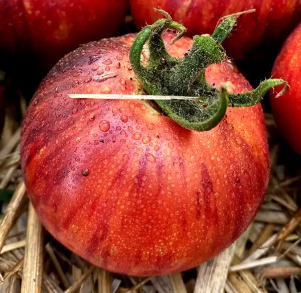 Tomaten: Rubinapfel