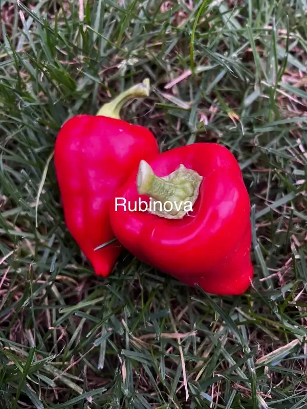 Chili / Paprika: Rubinova