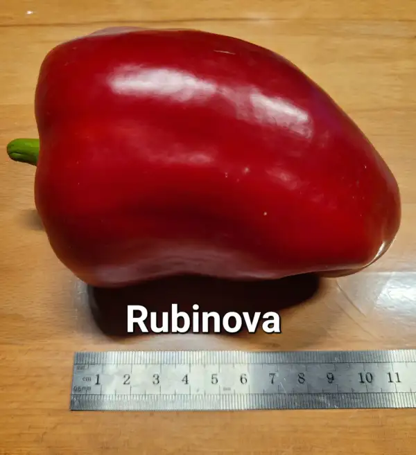 Chili / Paprika: Rubinova Blockpaprika	Blockpaprika	80cm	rot