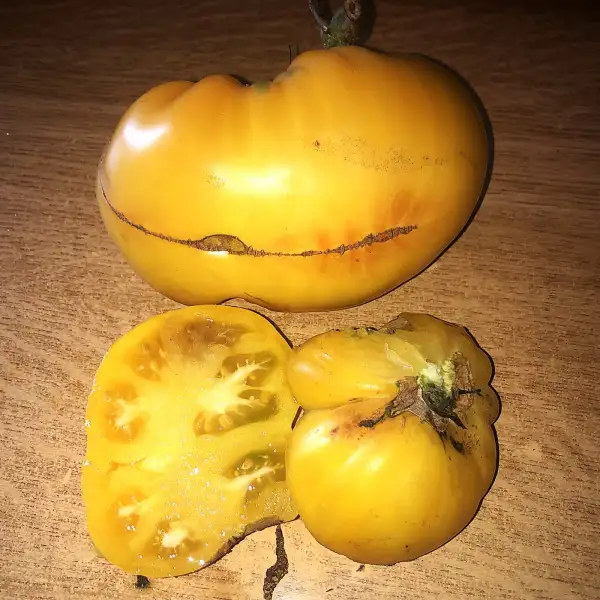 Tomaten: Ruby Gold