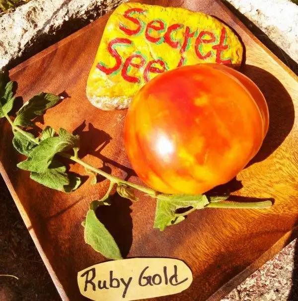 Tomaten: Ruby Gold