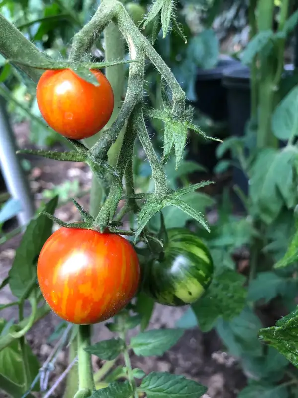 Tomaten: Ruby Slippers