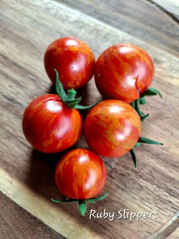 Tomaten: Ruby Slippers (dwarf)