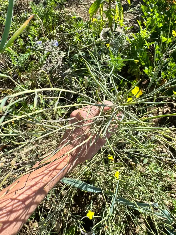 Kräuter: Ruccola
