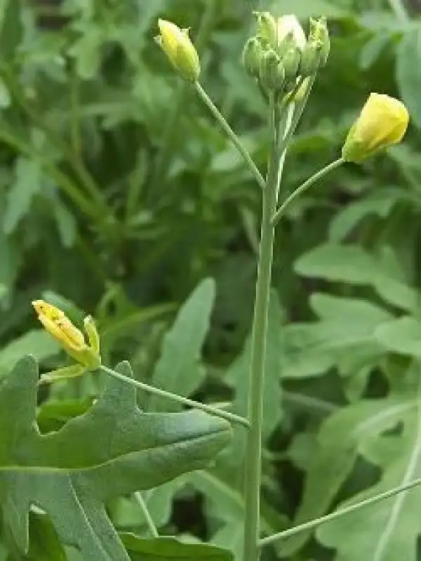 Kräuter: Rucola, gelbblütige Rauke