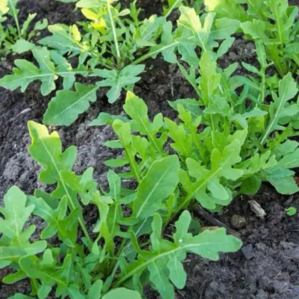 Kräuter: Rucola (Rauke)