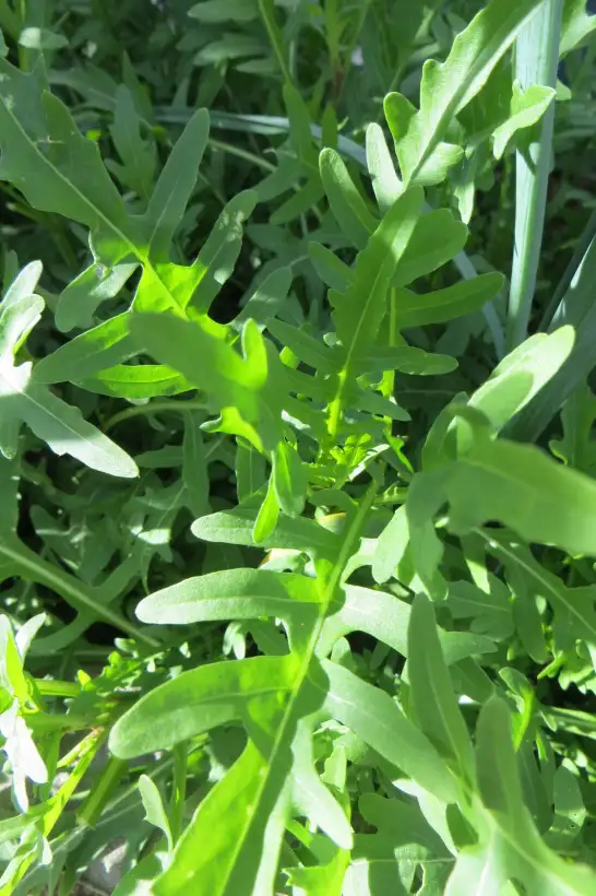 Salate: Rucola, wilde Rauke (mindestens 50 Stück)