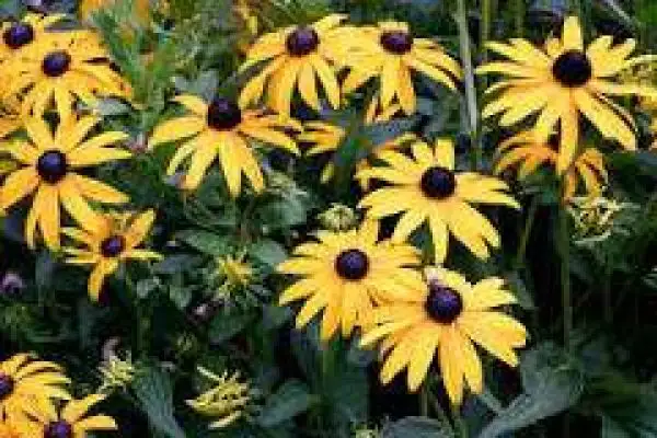 Blumen: Rudbeckia