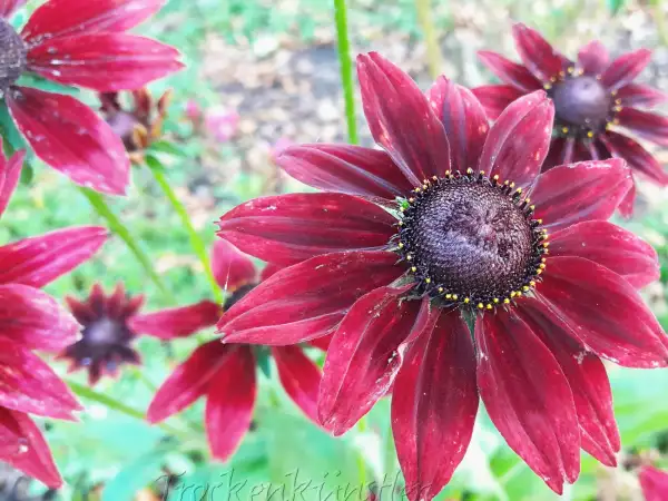 Stauden / Gehölz: Rudbeckia 