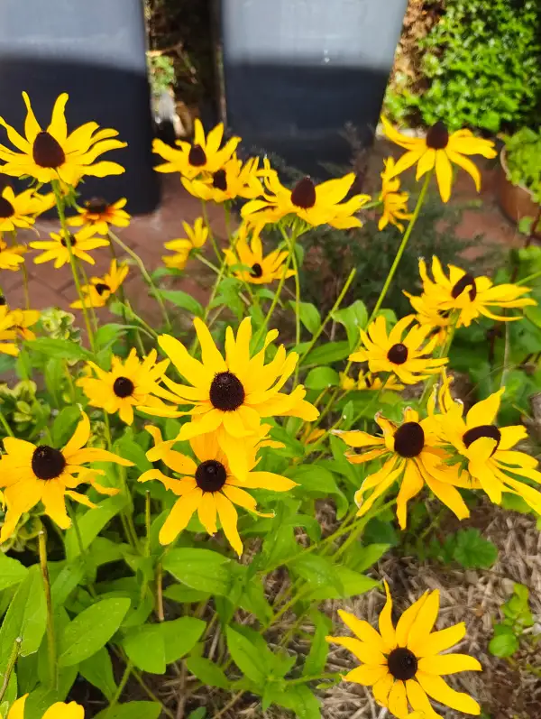 Blumen: Rudbeckia hirta, Sonnenhut