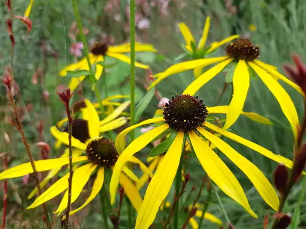 Stauden / Gehölz: Rudbeckia missouriensis - Missouri-Sonnenhut - Missouri coneflower