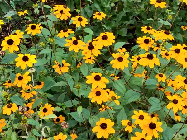Blumen: Rudbeckia triloba ‣ ‣ ‣ ‣ ‣ ‣ Oktober- Sonnenhut ‣ Brown-eyed Susan