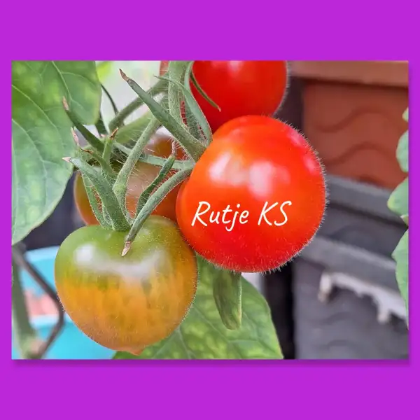 Tomaten: Rudje KS