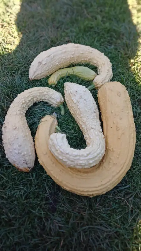 Zucchini: Rugosa Friulana