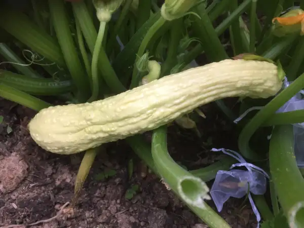 andere Gemüse: Rugosa Friulana zucchini