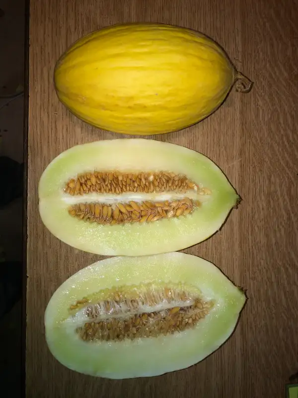 Obst: Rugoso di Cosenza melone