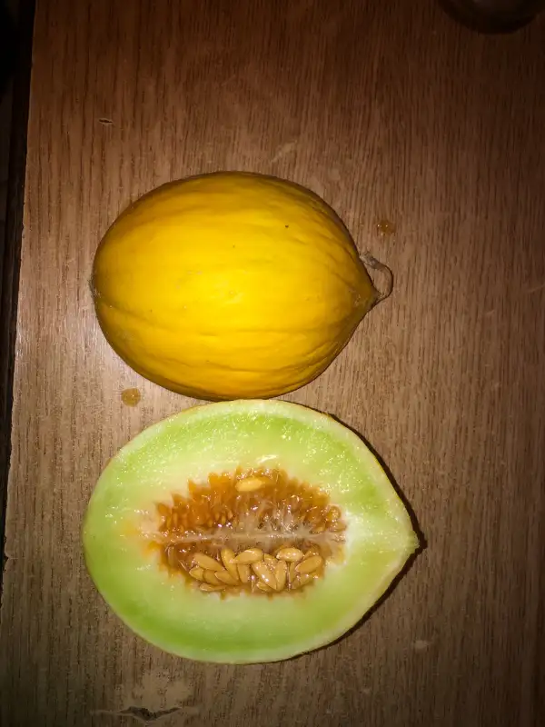 Obst: Rugoso di Sibari melone