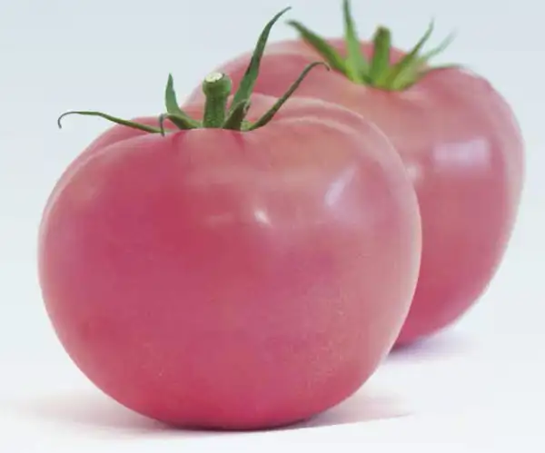 Tomaten: Rumänische Rosa