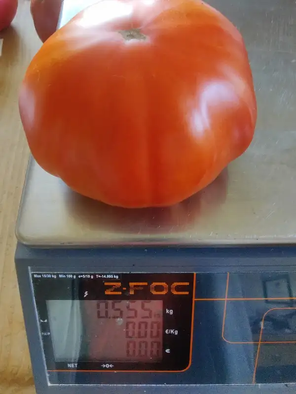 Tomaten: Rumänischer Riese