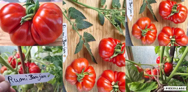 Tomaten: Rumi Banjan - Fleischtomate