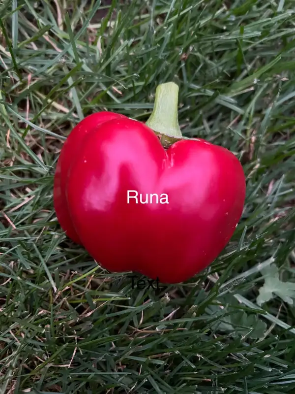 Chili / Paprika: Runa