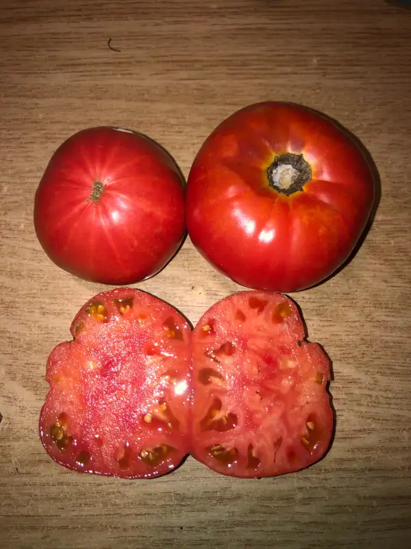 Tomaten: Russe