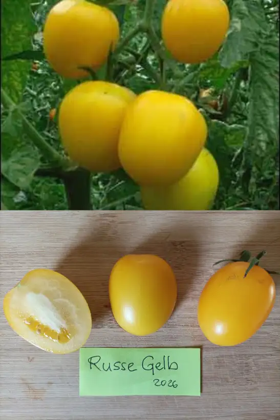 Tomaten: Russe Gelb