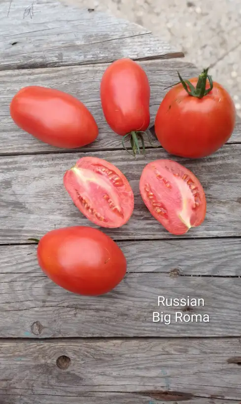 Tomaten: Russian Big Roma
