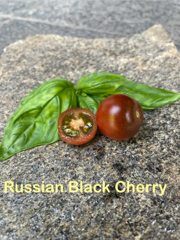 Tomaten: Russian Black Cherry