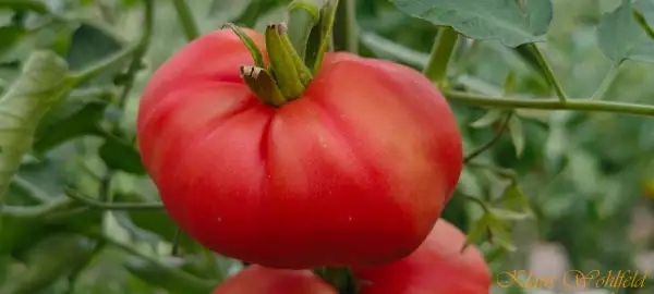 Tomaten: Russian Bogatyr - Pfirsischtomate