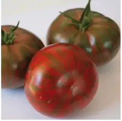 Tomaten: Russian Cussack